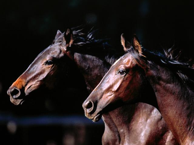 03-1600x1200-horse.jpg