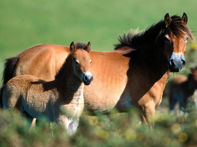 45-1600x1200-horse.jpg