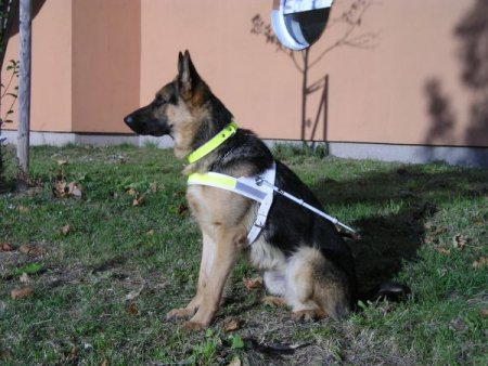 pejsek5.jpg