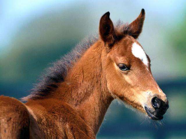 49-1600x1200-horse.jpg