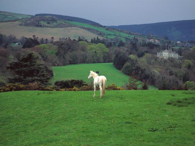 07-1600x1200-horse.jpg