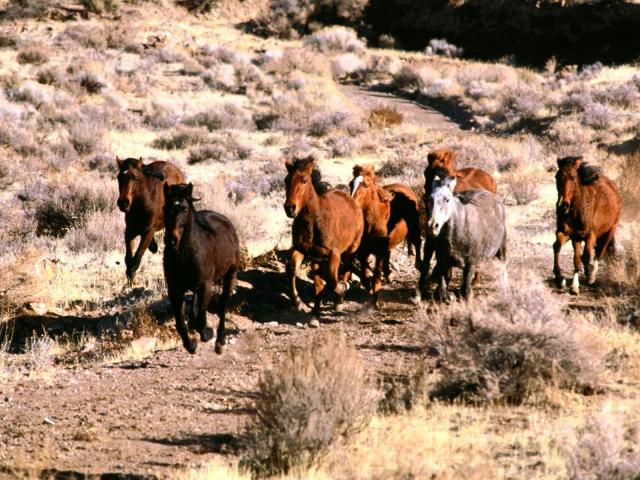 05-1600x1200-horse.jpg