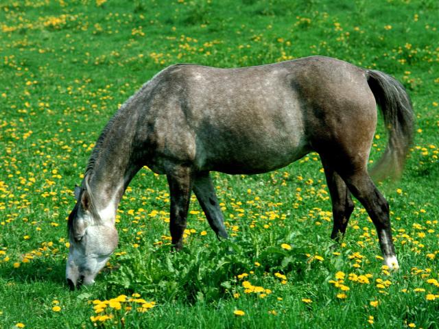 58-1600x1200-horse.jpg